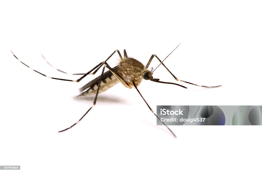 Mosquito isolada no branco - Foto de stock de Mosquito royalty-free