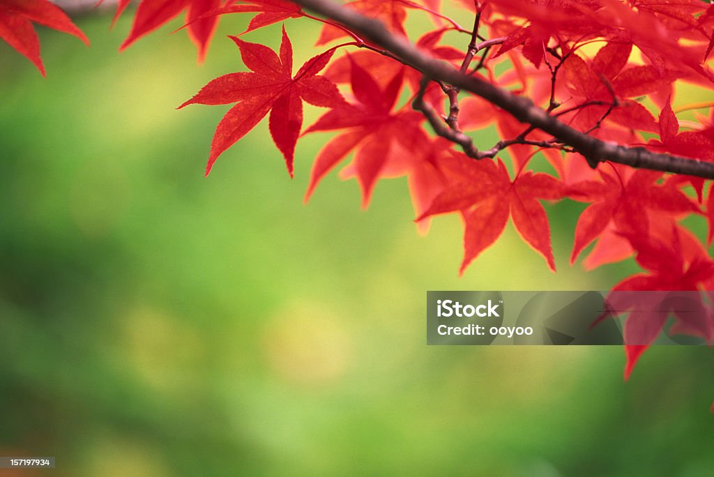 Folhas de outono - Foto de stock de Cor Vibrante royalty-free