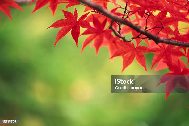 Foto de Folhas De Outono e mais fotos de stock de Cor Vibrante - Cor Vibrante, Dia, Espaço para Texto