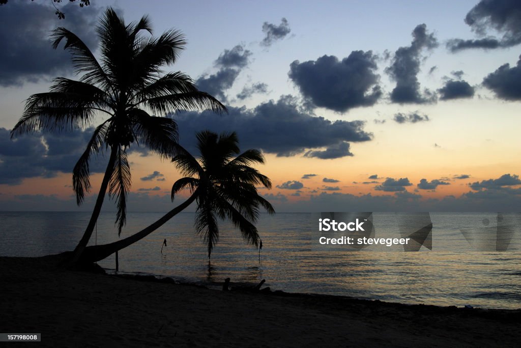 Caribbean Palm Trees  Beach Stock Photo