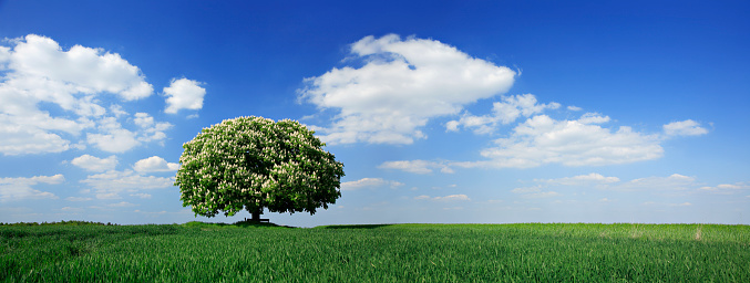 Nicely shaped tree in spring landscape