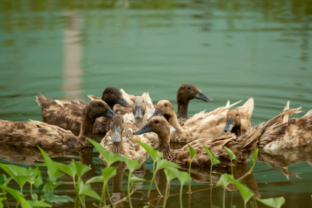 istock Duck flock in orgnic farm 1571980879