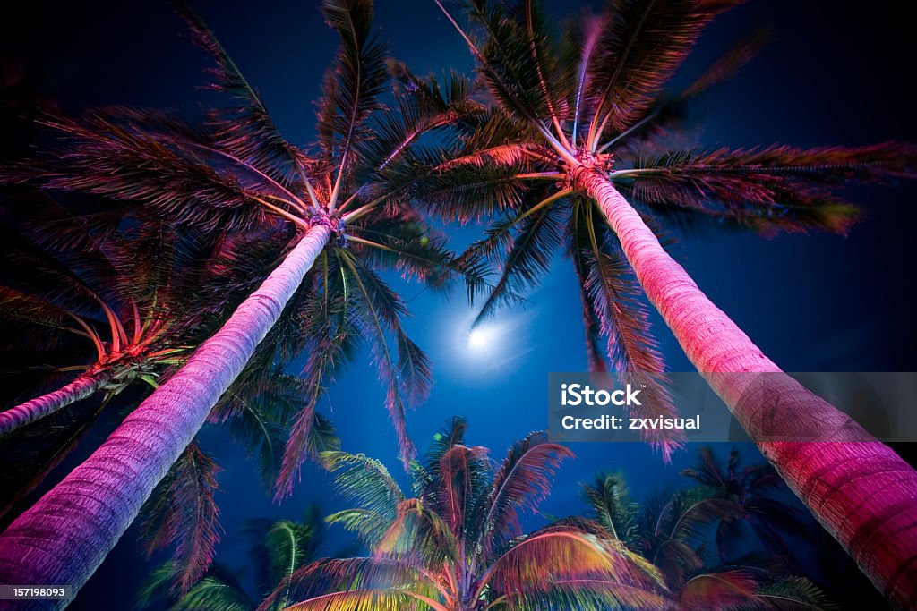 Palm Tree Illumination Palm trees at night along Ocean Drive in South Beach, Miami, lit by neon lights under the moon. Night Stock Photo
