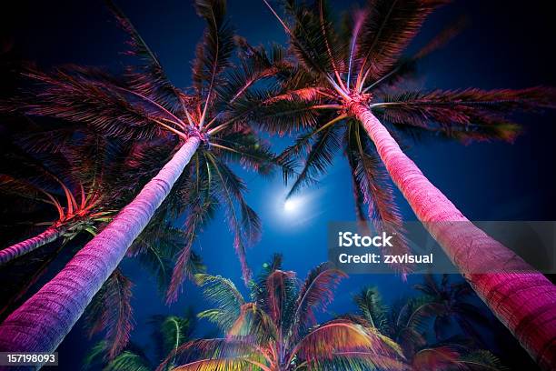 Palm Tree Illumination Stock Photo - Download Image Now - Night, Miami, Palm Tree