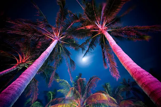 Palm trees at night along Ocean Drive in South Beach, Miami, lit by neon lights under the moon.