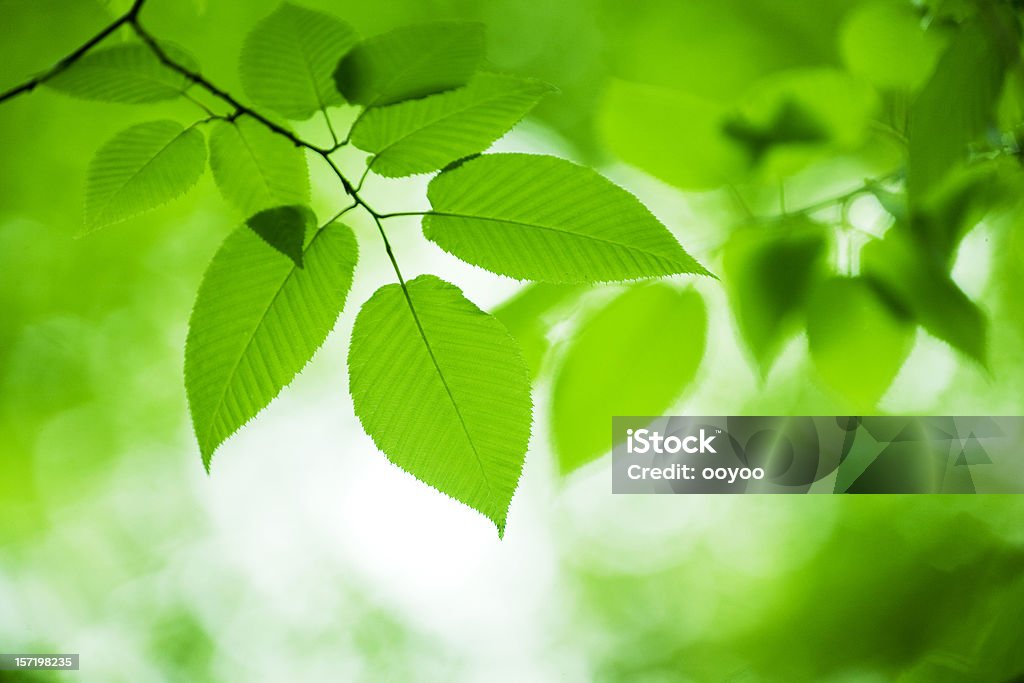 Gros plan des feuilles - Photo de Arbre libre de droits