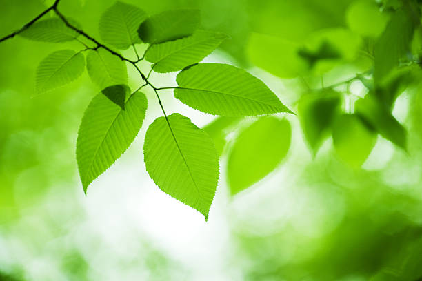 istock Close-up of leaves 157198235