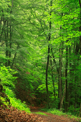 mixed forest of beech, maple, oak and other deciduous trees