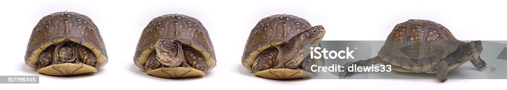 Tartarugas: Ganhe e vá! - Foto de stock de Concha - Parte do corpo animal royalty-free