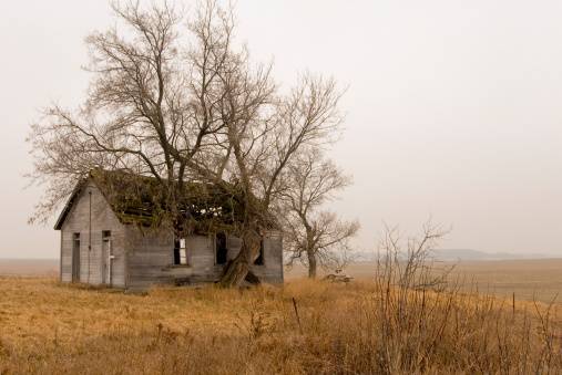 Old, abandoned schoolhouse, with tree growing into the roof. The mood is somber with fog surrounding the structure. 