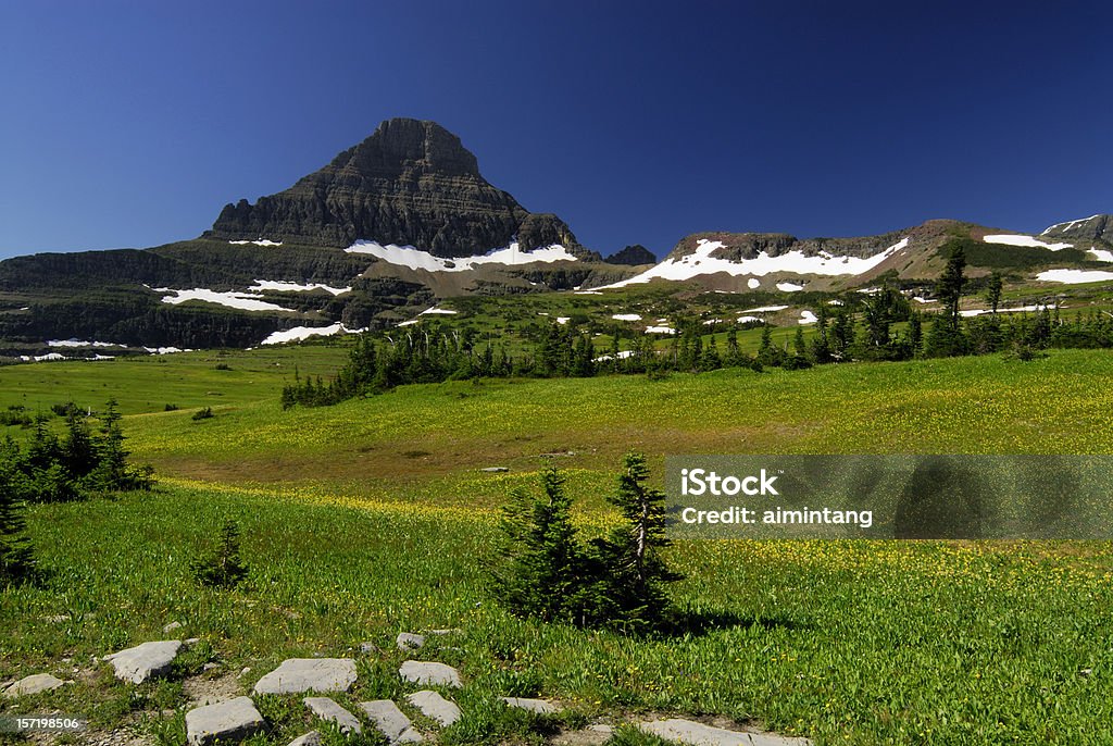 Łąka w Parku Narodowym Glacier - Zbiór zdjęć royalty-free (Drzewo iglaste)