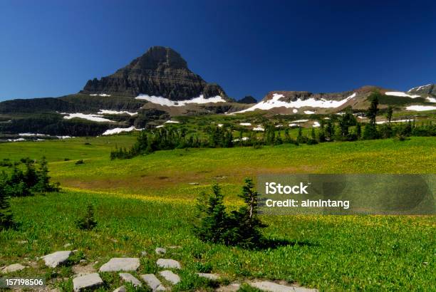 Łąka W Parku Narodowym Glacier - zdjęcia stockowe i więcej obrazów Drzewo iglaste - Drzewo iglaste, Drzewo wiecznie zielone, Fotografika