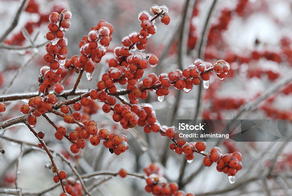 Bayas de invierno - Foto de stock de Aire libre libre de derechos