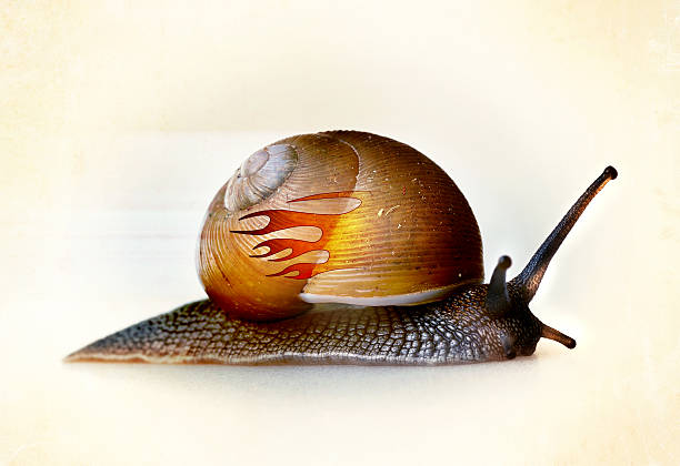 lumaca per auto da corsa monoposto a ruote scoperte - snail escargot animal speed foto e immagini stock