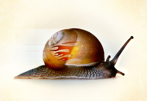 not all snails are created equal