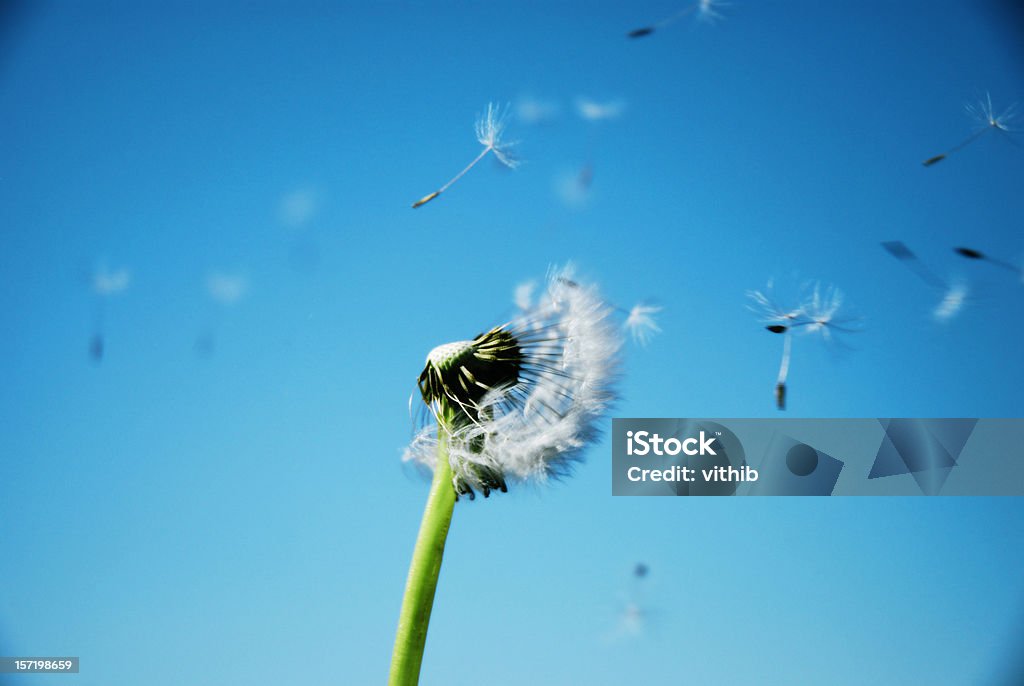 Relógio dispersar Sementes de Dente de Leão com céu azul em fundo limpo - Royalty-free Vento Foto de stock