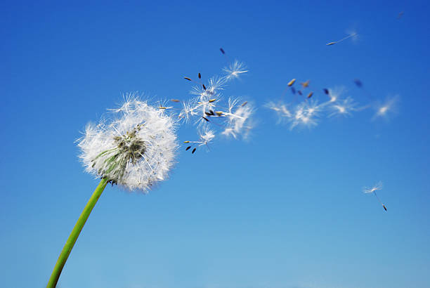 löwenzahn uhr lässt pflanzensamen mit blauen himmel im hintergrund. - sepal stock-fotos und bilder