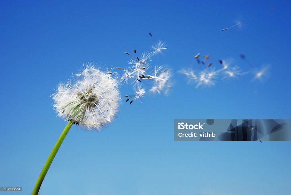 Dandelion Clock dispersing seed with blue sky in the background  Dandelion Stock Photo