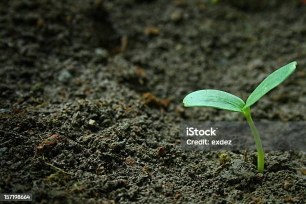 Photo libre de droit de Nouveauné De banque d'images et plus d'images libres de droit de Agriculture - Agriculture, Concepts et thèmes, Couleur