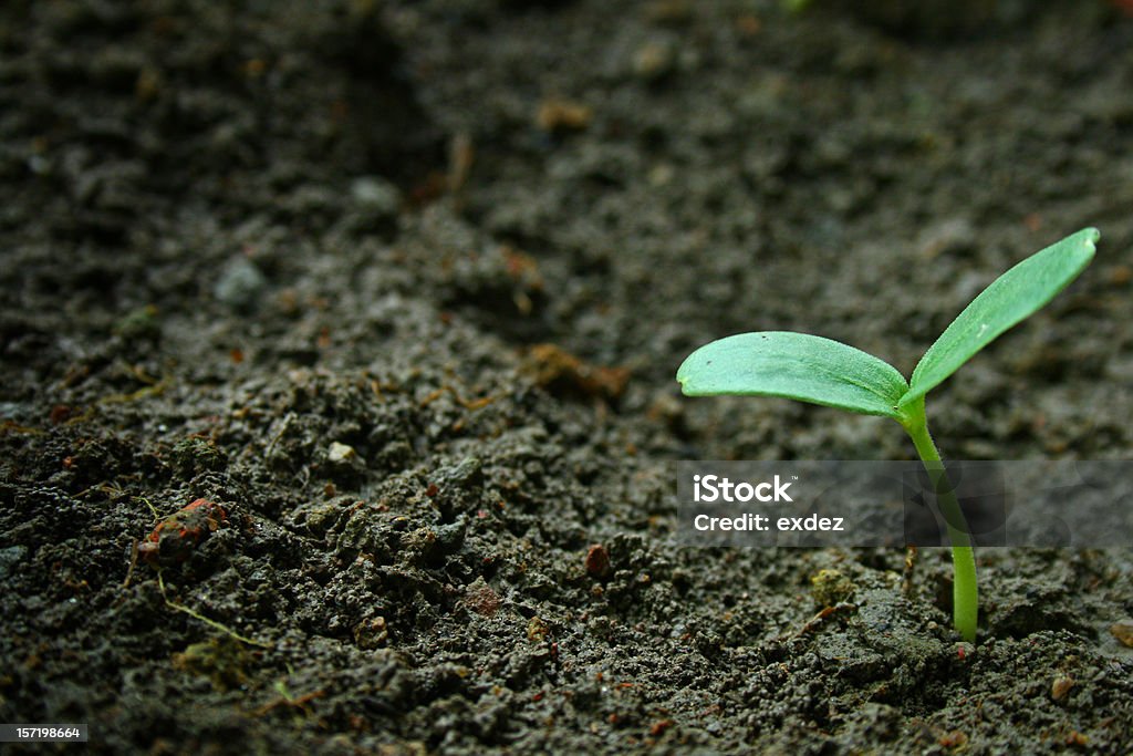 新しいボルン植物 - オーガニックのロイヤリティフリーストックフォト