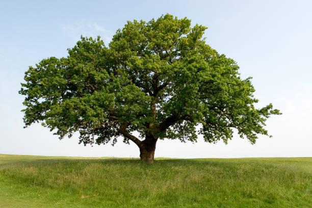 istock Panoramic view of majestic summer oak 157198809