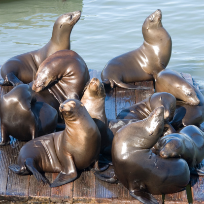 Sea Lions with young at San Francisco's Pier 39, where they have come every spring since 1989.