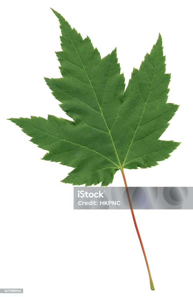 Doskonałe zielony Liść klonu z czerwoną Stem, pusta & Ścieżka odcinania - Zbiór zdjęć royalty-free (Botanika)
