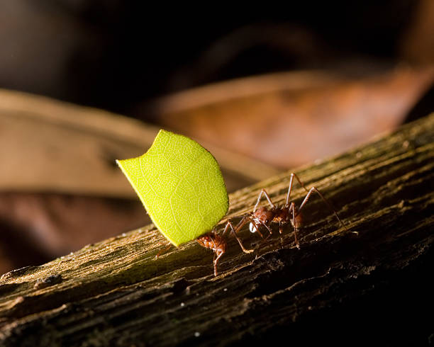 ants tagliafoglie - determination ant strength effort foto e immagini stock