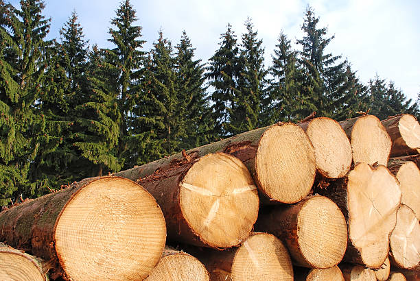 Logs neatly stacked