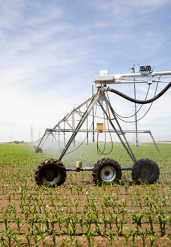 A farm's corn field watering system beneath a blue sky.