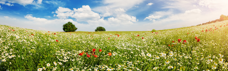 Panoramic view of the field with wild flowers. Beautiful background of the meadow in sunny day.