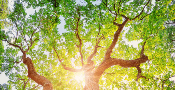 Old oak tree in sunlight in natural park in summer. Old oak tree in sunlight in natural park in summer. Looking up from bottom. bottom the weaver stock pictures, royalty-free photos & images