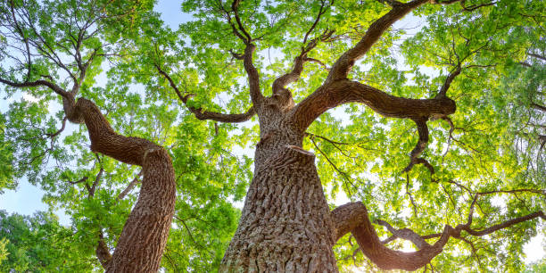 istock Old oak tree in sunlight in natural park in summer. 1571993836