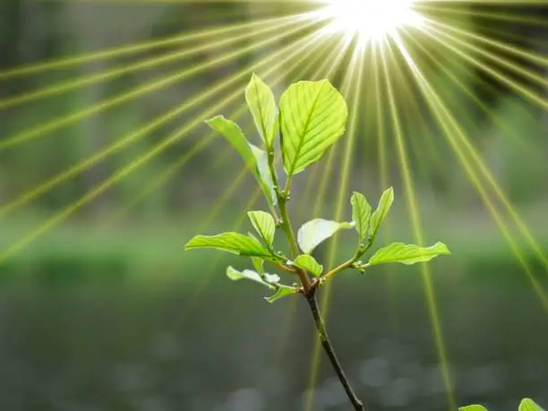 Growing plant with sunbeams