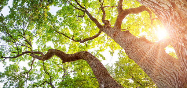 istock Old oak tree in sunlight in natural park in summer. 1571993869