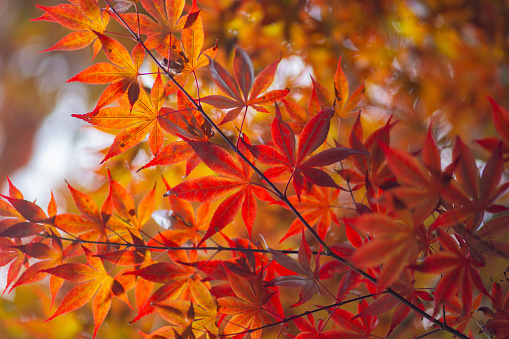 Autumn leaves in summer in Kyoto