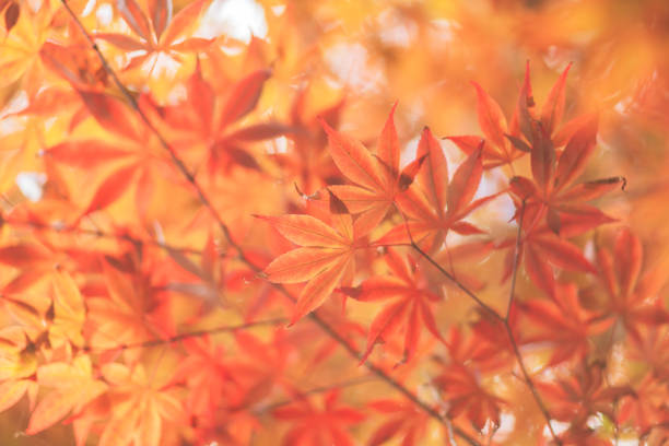 istock Autumn leaves in summer in Kyoto 1572003169