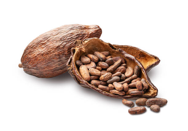 istock Cacao beans and fruits isolated on white background 1572008501