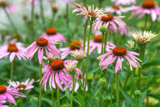 istock Flower-Purple Cone Flower- Howard County, Indiana 1572008506