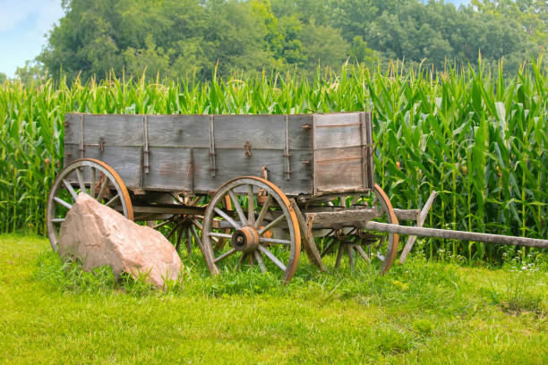 Old Wethered Horse Drawn Wagon-with Corn Field-Cass County, Indiana