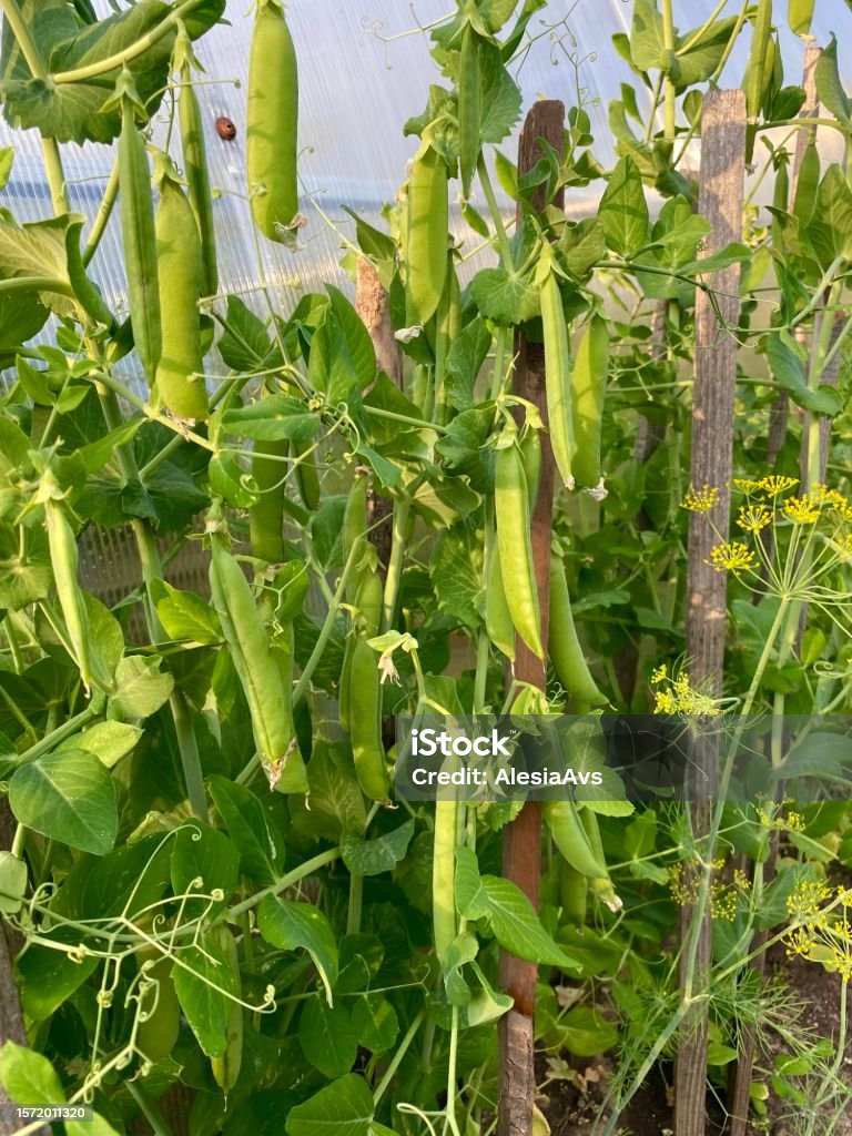 ripe green peas on the branches in the garden Agricultural Field Stock Photo