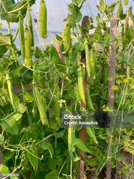 Ripe Green Peas On The Branches In The Garden Stock Photo - Download Image Now - Agricultural Field, Agriculture, Backgrounds