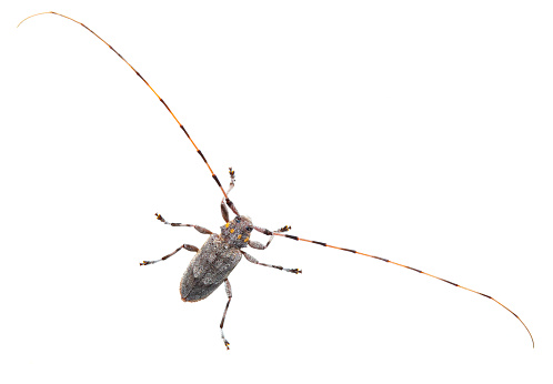 Acanthocinus aedilis - long horned beetle - Siberian Timberman