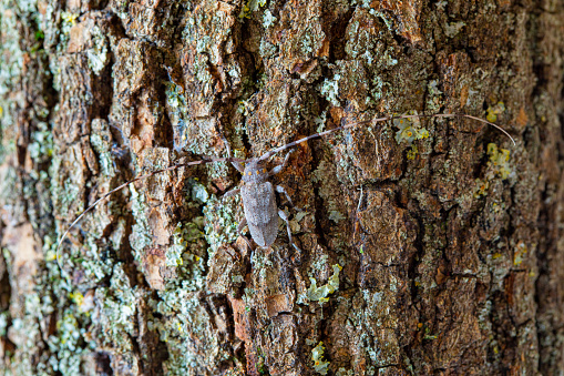 Acanthocinus aedilis - long horned beetle - Siberian Timberman