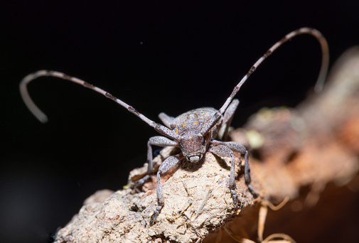 Acanthocinus aedilis - long horned beetle - Siberian Timberman