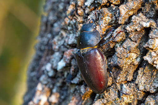 European female stag beetle on branch