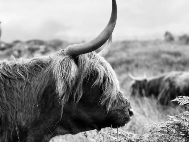 istock Close up of a highland cow 1572017948