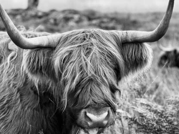 istock Close up of a highland cow 1572018481