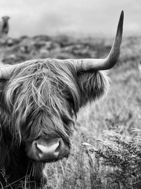 istock Close up of a highland cow 1572018994