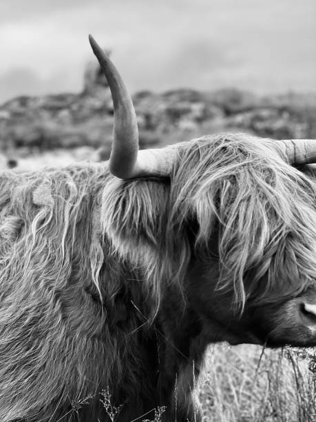istock Close up of a highland cow 1572019002